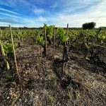 Lot D, one of the centenarian vineyards at Quinta de Baixo