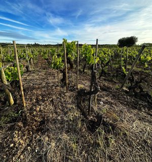 Lot D, one of the centenarian vineyards at Quinta de Baixo