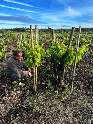 Daniel with an old vine