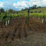 Conventionally farmed vineyards