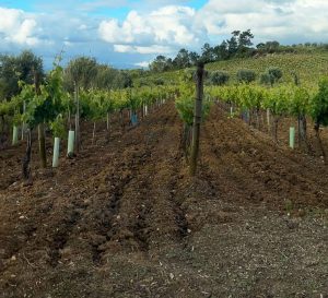 Conventionally farmed vineyards