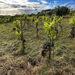 Filipa’s biodynamically farmed vineyard