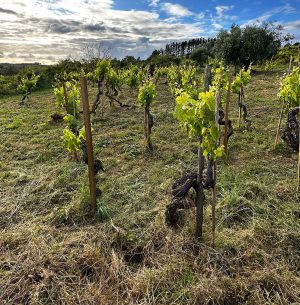 Filipa’s biodynamically farmed vineyard